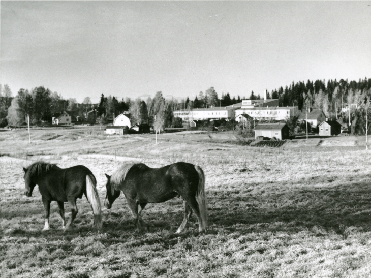 Hevoset laiduntavat Hyökkälän koulun läheisyydessä v1954. Kuva Tuusulan museo, kuvaaja Impi Havas