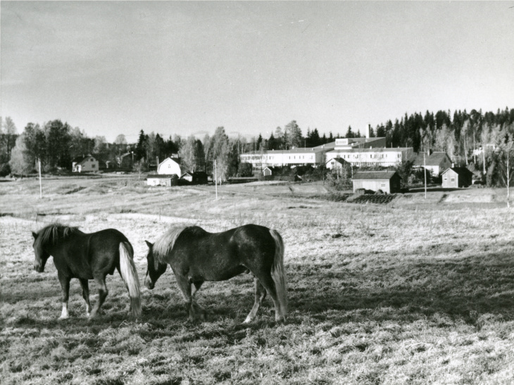 Hevoset laiduntavat Hyökkälän koulun läheisyydessä v1954. Kuva Tuusulan museo, kuvaaja Impi Havas