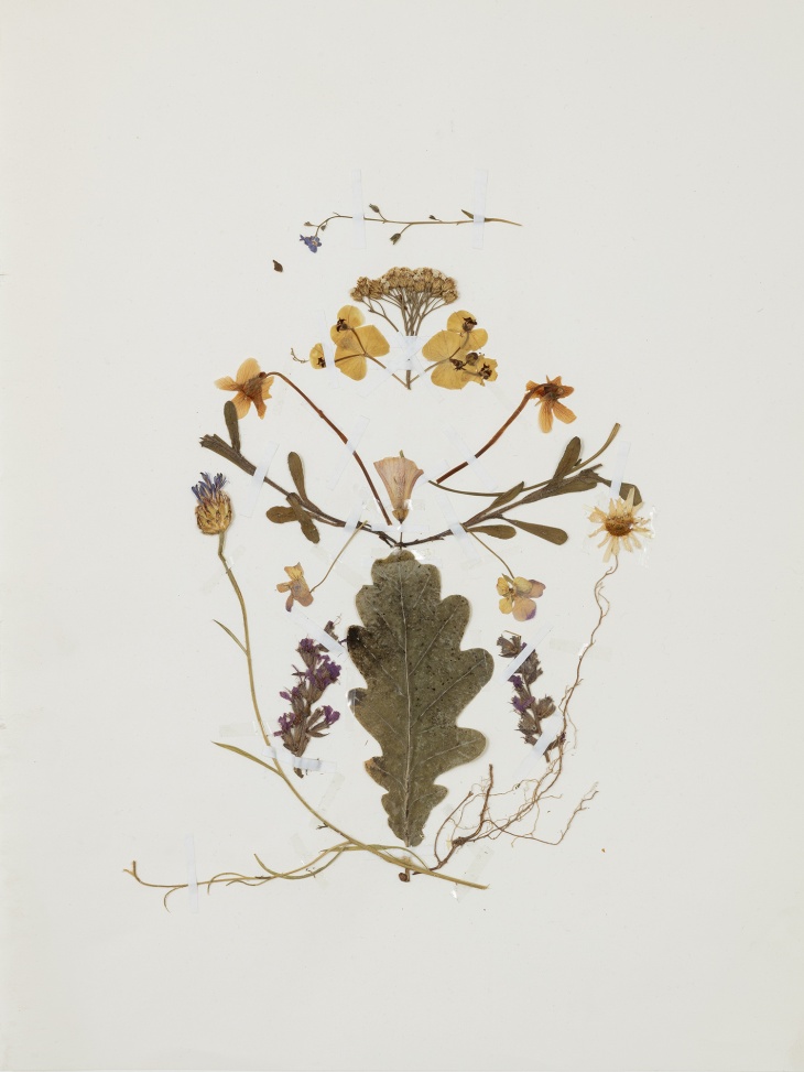 Terhi Heino, Kasvipiirustuksia, 2021. Kuva Jefune Gimpel